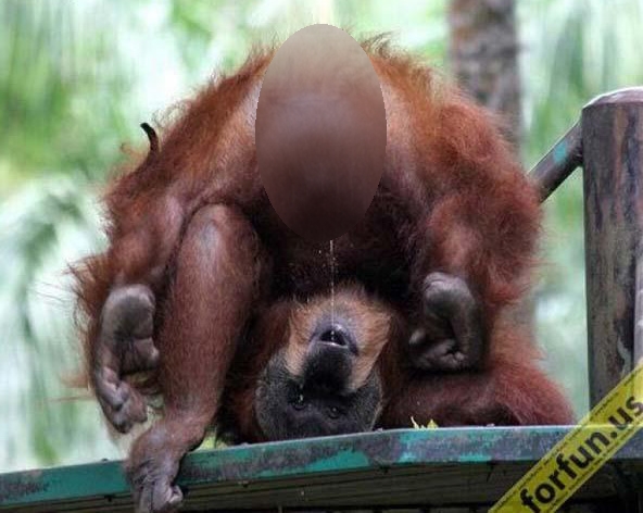 funny-orangutan-drinking-his-own-pee